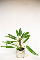 Rhaphidophora angustata